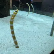 ケロの画像