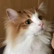 ぽこちゃんの画像