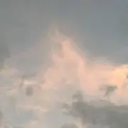 ねこ