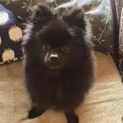 ふぅの画像