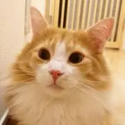 myumyu705