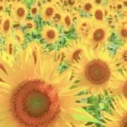 きいろの画像