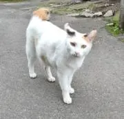 スマイルの画像
