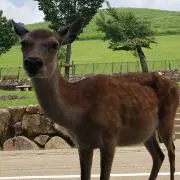 チェリー佐藤の画像