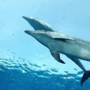 Mouの画像
