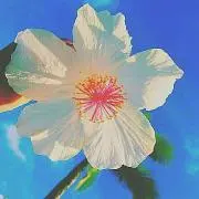 ☆はなはな☆の画像