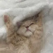 らての画像