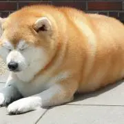 おくも。