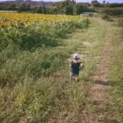 ほの助
