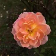 みけべる
