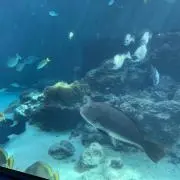 さくの画像
