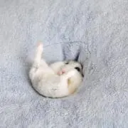 ピヨの画像