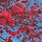 ✨Iron-Uzak✨アイアンユーザックの画像