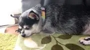 うずこの画像