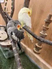 すずの画像