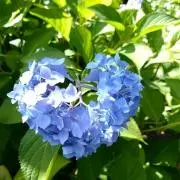 青花の画像