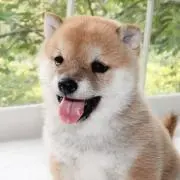 マメシバの画像