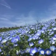 KAIの画像