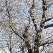 ☆Minini☆の画像