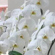 Jasmineの画像