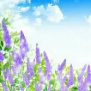 Lavender♡プロフ確認お願いします