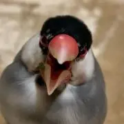 なこ