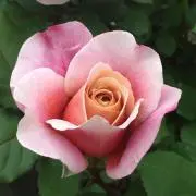.。゜+.(・∀・)゜+.゜の画像