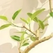 ♡Maho♡の画像