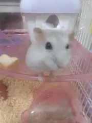 マロン