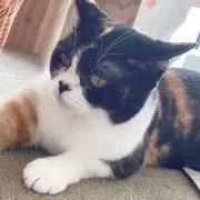 しいたけ犬の画像