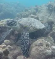 かめの画像