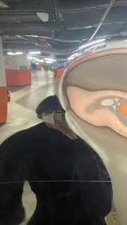 ꒰ᐡ o̴̶̷̤  ̫ o̴̶̷̤ ᐡ꒱の画像