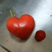 素敵なtomato♡プロフィール見て！の画像