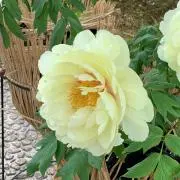 ジュンジュン9の画像