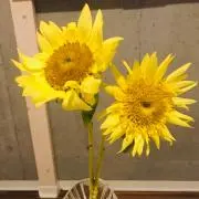 ハピネス1000の画像