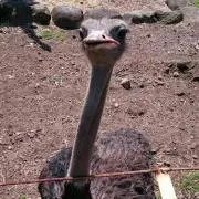 はるかん（コメント中でも購入可能)の画像