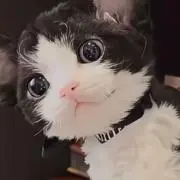 tomo