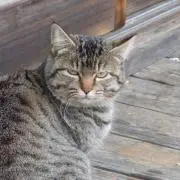 千代丸の画像