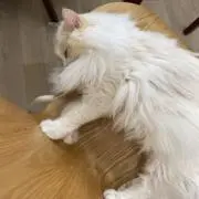 キャブトムシの画像
