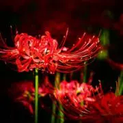 ✯ Ria ✯の画像