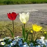 ふぁーファの画像