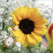 はち☆の画像