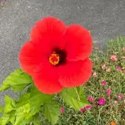 Flowerの画像