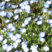 アイドリッシュセブン ŹOOĻ 狗丸トウマ 8thAnniversary缶バッジ - メルカリ