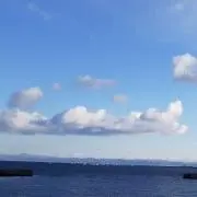 鳥になりたいトマトちゃんの画像