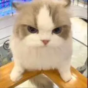 Kの画像