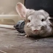 ポン