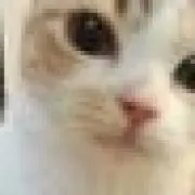エスモグの画像