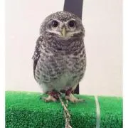 ザリガニの画像