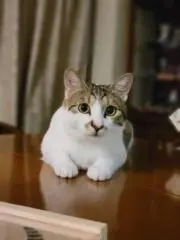 いっちーの画像